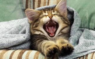 小猫咪闯天下爆料视频,萌宠探险记  第2张